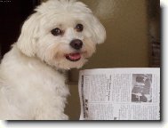 Maltese