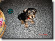 Jork��rsk� terier, Yorkshire Terrier,