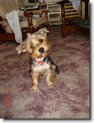 Jork��rsk� terier, Yorkshire Terrier,