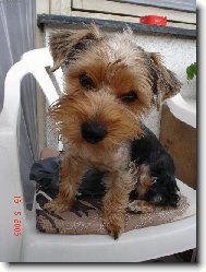 Jork��rsk� terier, Yorkshire Terrier,