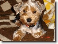 Jork��rsk� terier, Yorkshire Terrier,