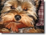 Jork��rsk� terier, Yorkshire Terrier,