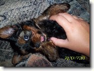 Jork��rsk� terier, Yorkshire Terrier,