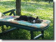 Jork��rsk� terier, Yorkshire Terrier,
