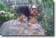 Jork��rsk� terier, Yorkshire Terrier,