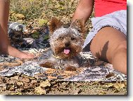 Jork��rsk� terier, Yorkshire Terrier,
