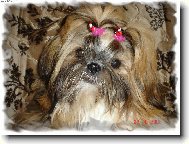 �icu, Shih-Tzu