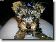 Jork��rsk� terier, Yorkshire Terrier,