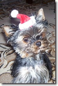 Jork��rsk� terier, Yorkshire Terrier,