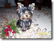 Jork��rsk� terier, Yorkshire Terrier,
