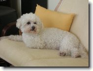 Bichon � poil fris�, Bichon Frise