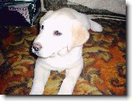 Labrador Retriever