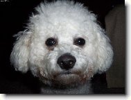 Bichon � poil fris�, Bichon Frise