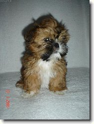 �icu, Shih-Tzu