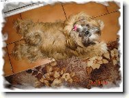 �icu, Shih-Tzu
