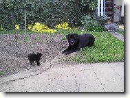 Labrador Retriever