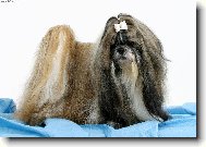 �icu, Shih-Tzu