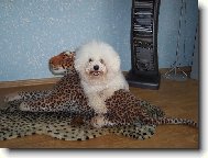Bichon � poil fris�, Bichon Frise