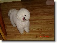 Bichon � poil fris�, Bichon Frise