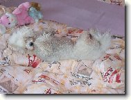 Bichon � poil fris�, Bichon Frise