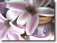 Hyacinthus  orientalis