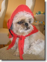 �icu, Shih-Tzu