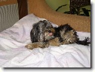 Jork��rsk� terier, Yorkshire Terrier,