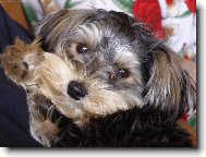 Jork��rsk� terier, Yorkshire Terrier,