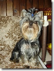Jork��rsk� terier, Yorkshire Terrier,