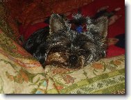 Jork��rsk� terier, Yorkshire Terrier,