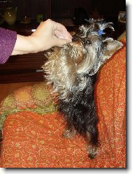 Jork��rsk� terier, Yorkshire Terrier,