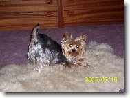 Jork��rsk� terier, Yorkshire Terrier,