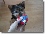 Jork��rsk� terier, Yorkshire Terrier,