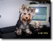 Jork��rsk� terier, Yorkshire Terrier,