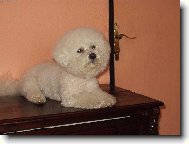 Bichon � poil fris�, Bichon Frise