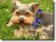 Jork��rsk� terier, Yorkshire Terrier,