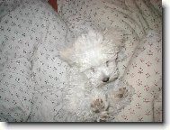 Bichon � poil fris�, Bichon Frise