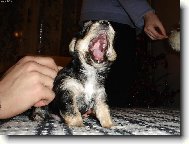Jork��rsk� terier, Yorkshire Terrier,