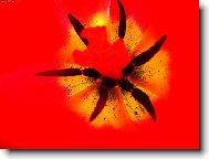 Tulip�n