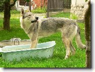 Czechoslovakian wolfdog