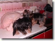 Jork��rsk� terier, Yorkshire Terrier,