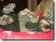Jork��rsk� terier, Yorkshire Terrier,