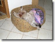 Irish Soft Coated Wheaten Terrier