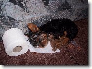 Jork��rsk� terier, Yorkshire Terrier,