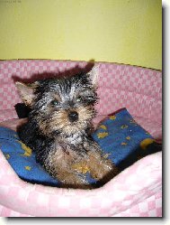 Jork��rsk� terier, Yorkshire Terrier,