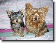 Jork��rsk� terier, Yorkshire Terrier,