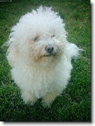 Bichon � poil fris�, Bichon Frise