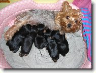 Jork��rsk� terier, Yorkshire Terrier,