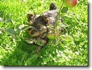 Jork��rsk� terier, Yorkshire Terrier,