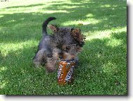 Jork��rsk� terier, Yorkshire Terrier,